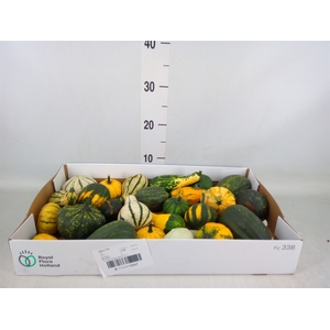 Cucurbita pepo 'Maya Mix'