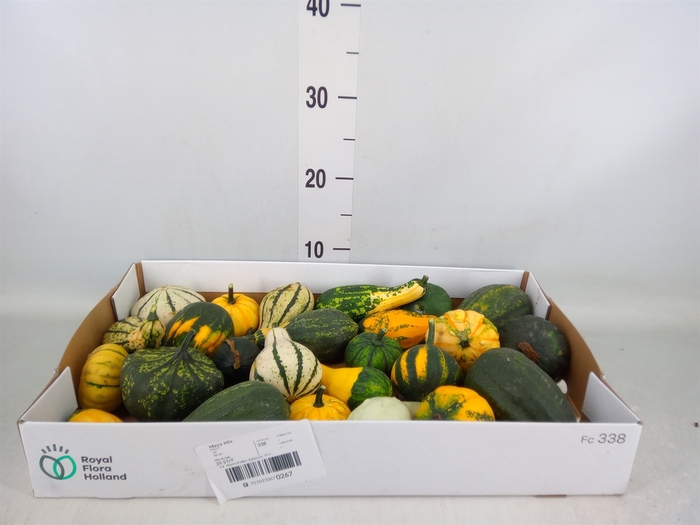 <h4>Cucurbita pepo 'Maya Mix'</h4>