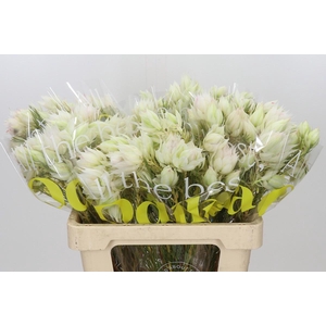 Blushing Bride 4/6 Flowers
