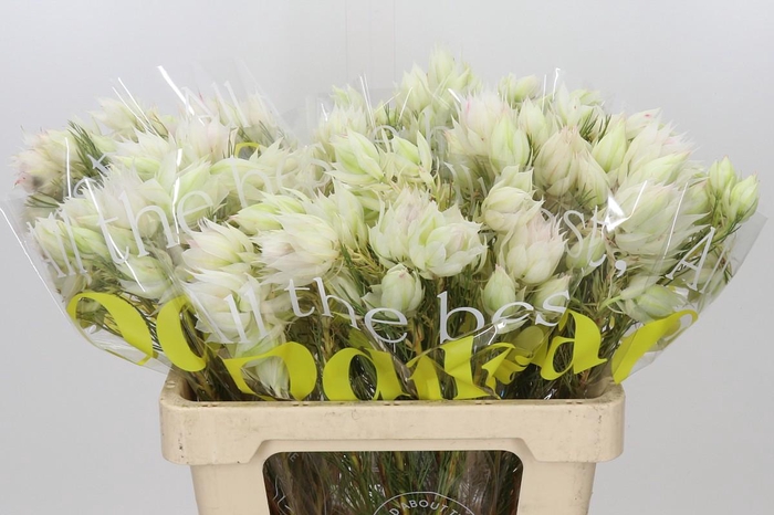 <h4>Blushing Bride 4/6 Flowers</h4>