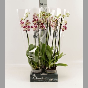 Phalaenopsis  'Ant Marrakesh'