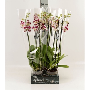 Phalaenopsis  'Ant Marrakesh'