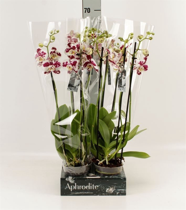<h4>Phalaenopsis  'Ant Marrakesh'</h4>