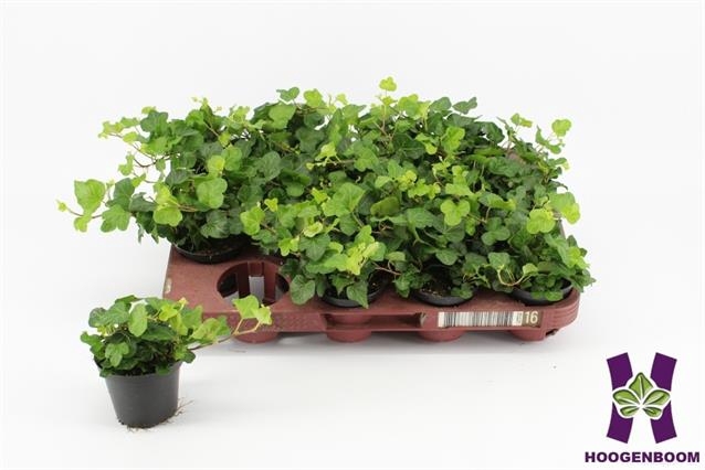 Hedera helix Wonder 8Ø 10cm