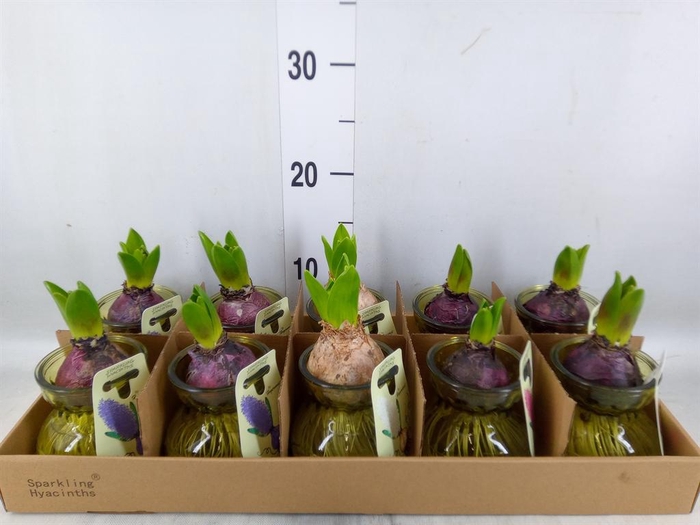 <h4>Planten  ..in schaal L%</h4>