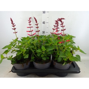 Salvia splendens