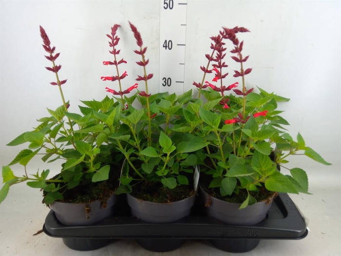 <h4>Salvia splendens</h4>