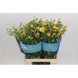 Ranunculus Butterfly Vestalis