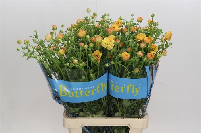 <h4>Ranunculus Butterfly Vestalis</h4>