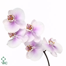 Phal Okayama