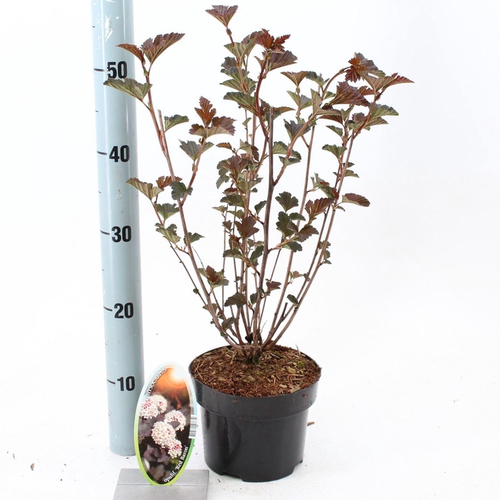 <h4>Physocarpus opulifolius</h4>