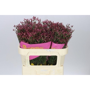 Lim. Sin Scar Diamond