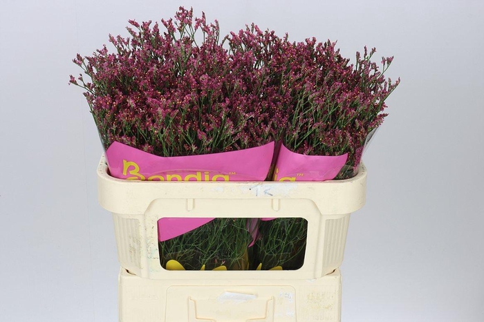 <h4>Lim. Sin Scar Diamond</h4>