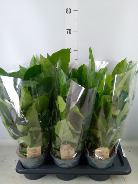 <h4>Schefflera actin.</h4>