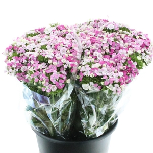 Di Barb Amazon Rose Super