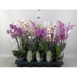 Phalaenopsis multi.   ...mix  4