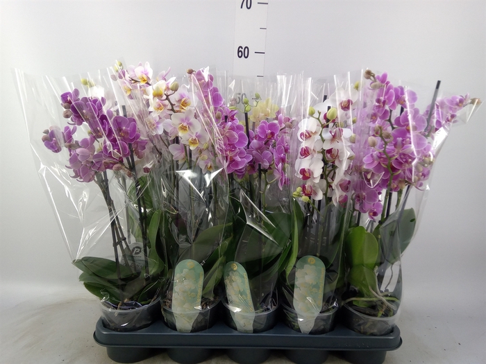 <h4>Phalaenopsis multi.   ...mix  4</h4>