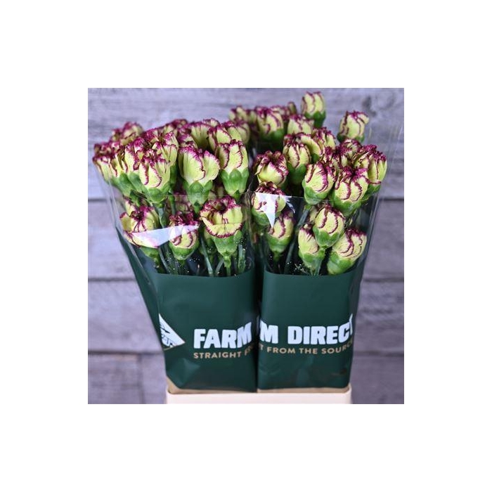 <h4>Di St Extravaganza</h4>