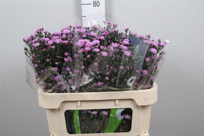 <h4>Ast Double Da Pink</h4>