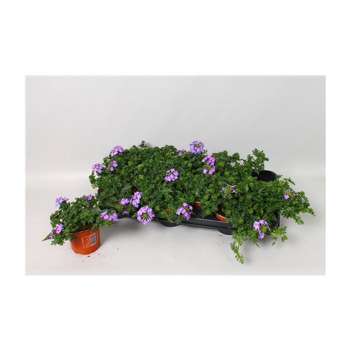 <h4>Verbena Magelana Lilac</h4>