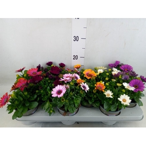 Osteospermum   ...mix
