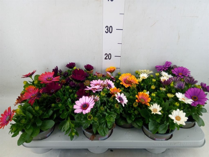 <h4>Osteospermum   ...mix</h4>