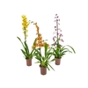 ORQUIDEA HAWAIIAN VARIADO P12 MIN 1 HT