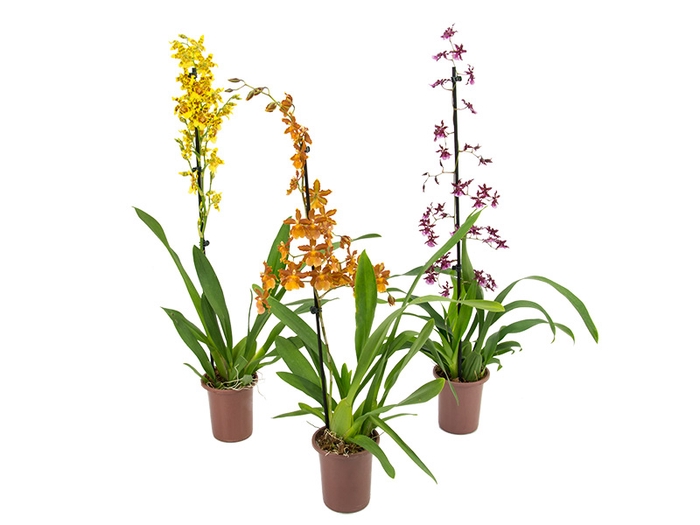 <h4>ORQUIDEA HAWAIIAN VARIADO P12 MIN 1 HT</h4>