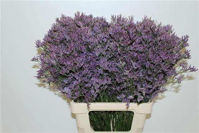 <h4>LIM PIUMA DARK BLUE</h4>