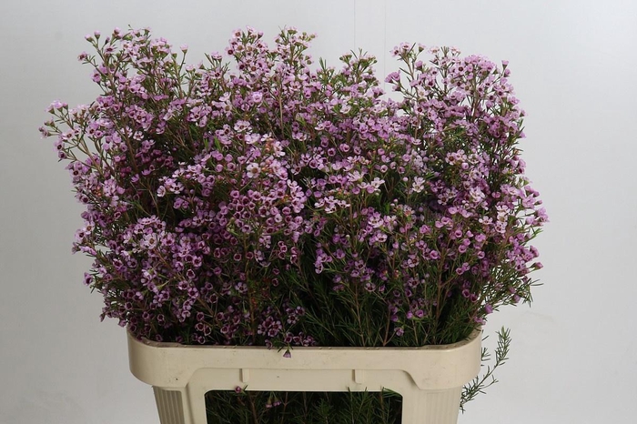 <h4>CHAME UN EARLY NIR</h4>