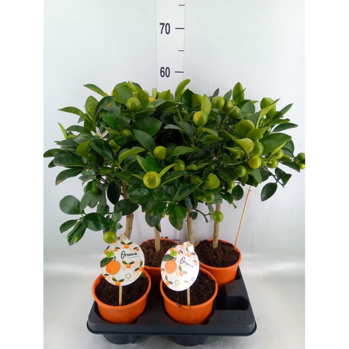 <h4>Citrofortunella mic.</h4>