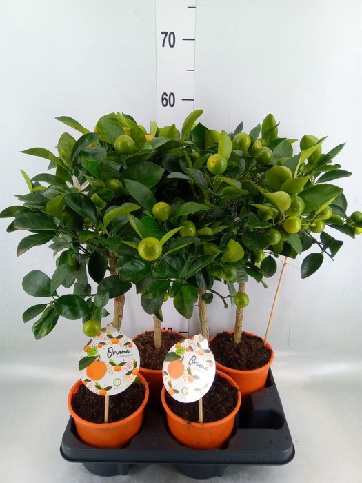 <h4>Citrofortunella mic.</h4>