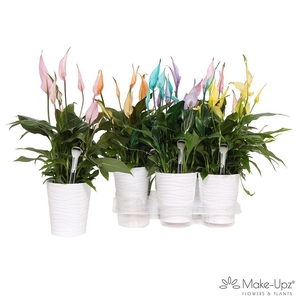 Spathiphyllum 13 cm Bellini Make Upz mix in Wave keramiek