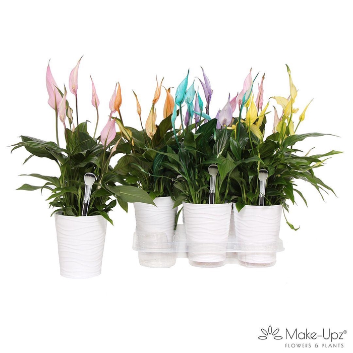 <h4>Spathiphyllum 13 cm Bellini Make Upz mix in Wave keramiek</h4>