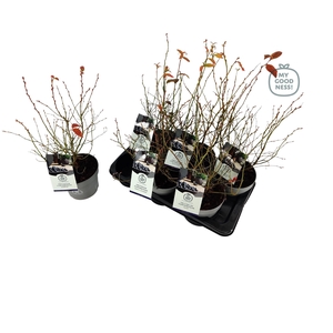Vaccinium corymbosum Mix Tray C2