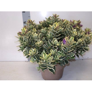 HEBE AND VARIEGATA