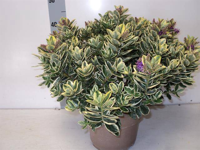 <h4>HEBE AND VARIEGATA</h4>