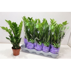 Zamioculcas Zamiifol