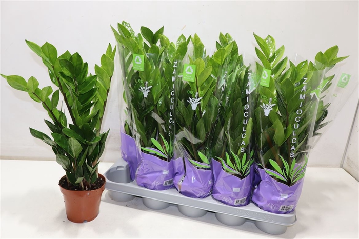 <h4>Zamioculcas Zamiifol</h4>