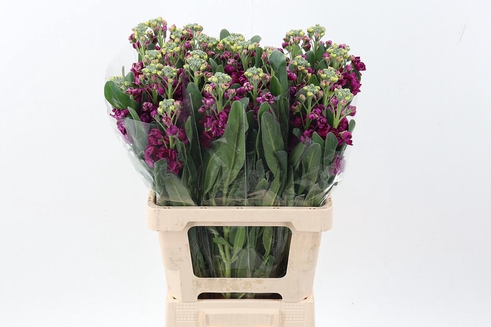 <h4>Matth Phantom Red</h4>