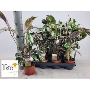 Calathea Fusion White 10,5Ø 40cm