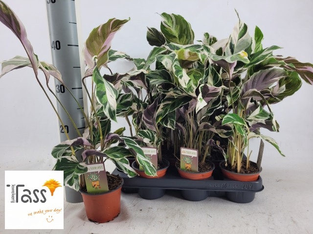 Calathea Fusion White 10,5Ø 40cm