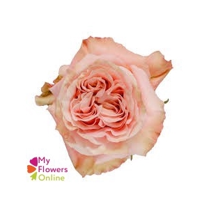 R Gr Shimmer Peach 50cm EC