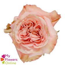 <h4>R Gr Shimmer Peach 50cm EC</h4>
