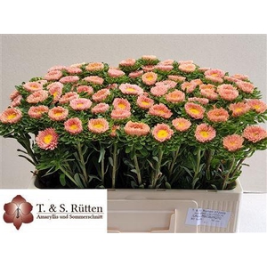 Callistephus Mats Apricot
