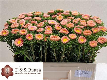 <h4>Callistephus Mats Apricot</h4>