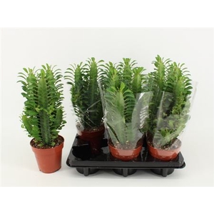 Euphorbia trigona