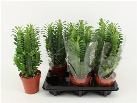<h4>Euphorbia trigona</h4>