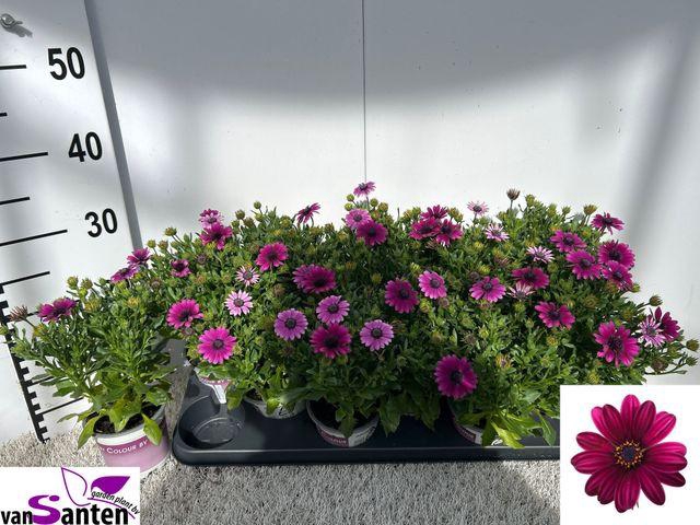 <h4>OSTEO purple</h4>