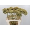 Ammi Visnaga Painted Gold